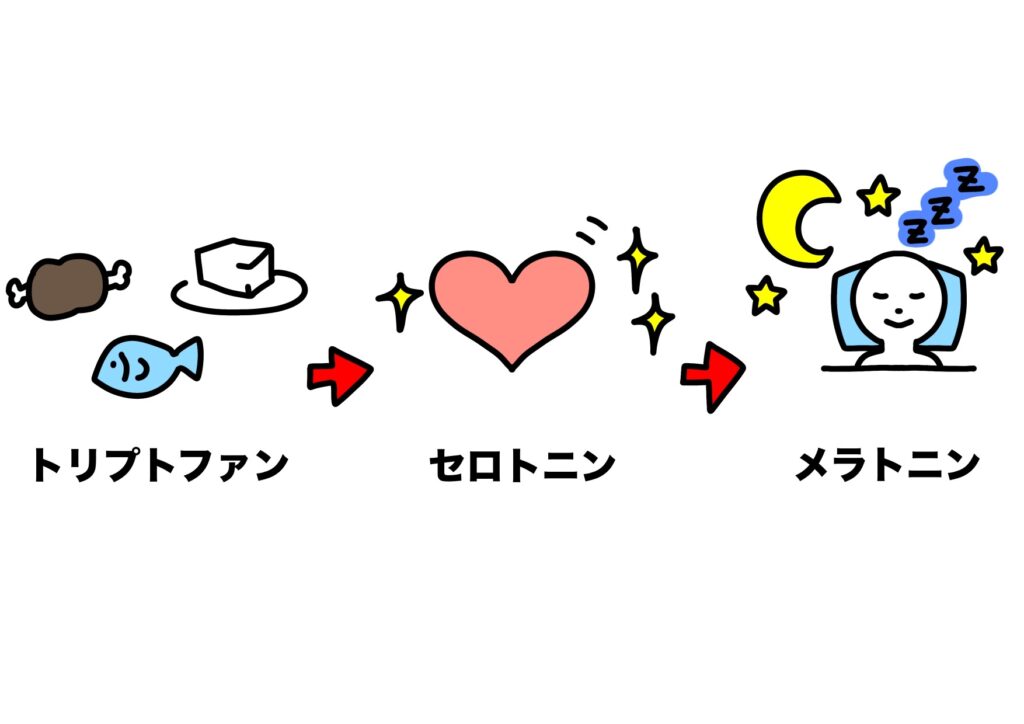 トリプトファンの働き